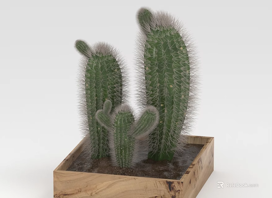 Three Green Cactus Succulents Growing in Rustic Wooden Planter Box with Spines 3d model 