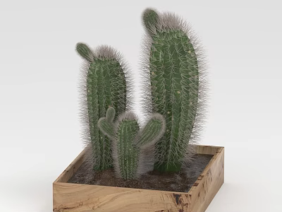 Three Green Cactus Succulents Growing in Rustic Wooden Planter Box with Spines 3d model