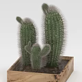 Three Green Cactus Succulents Growing in Rustic Wooden Planter Box with Spines