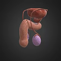 3D Anatomical Human Organ Models Medical Training Devices With Detailed Structures For Education