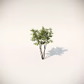 Various Shrub Varieties For Garden Landscaping With Different Sizes And Shapes 3d model