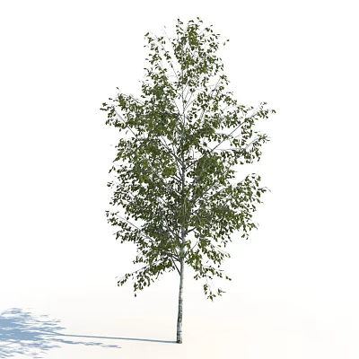 Tall Deciduous Tree Standing Alone With White Slender Trunk And Green Foliage 3d model