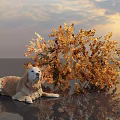 Golden Leaf Shrub With A Dog Lying Beside It Under Sunset Sky And Reflection