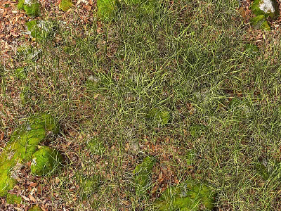 Lush Green Grass With Fresh Moss Growing Among Fallen Leaves On Natural Ground 3d model