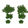 Various Types of Green Shrubs with Detailed Close Up Views and Lush Foliage