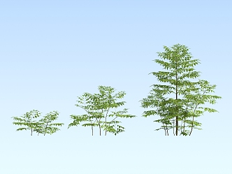 Modern Plant Neem 3d model