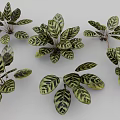 Peacock Plant Perennial Evergreen Herb With Striking Variegated Leaves As Indoor Decoration