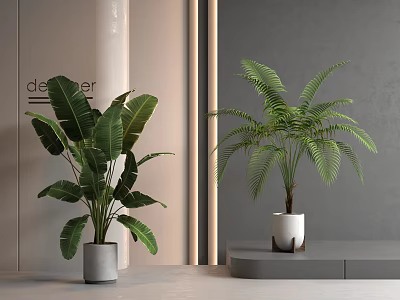 Indoor Decorative Potted Plants In Modern Interior With Different Leaf Types 3d model