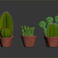 Different Shaped Cacti in Red Pots on Gray Background with Reflections