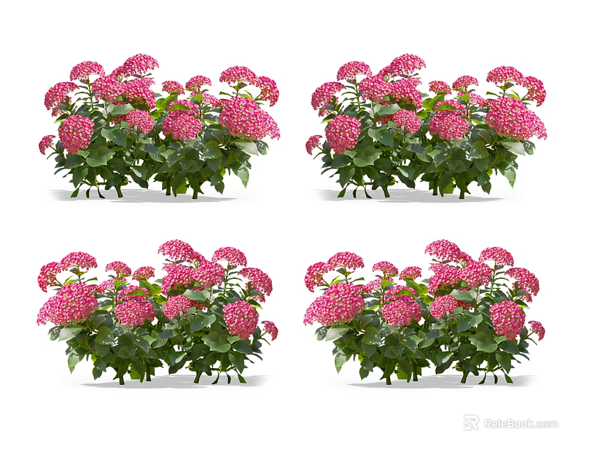 Pink Hydrangea Plants With Lush Green Leaves And Vibrant Blooms For Garden Decor 3d model 