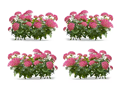 Pink Hydrangea Plants With Lush Green Leaves And Vibrant Blooms For Garden Decor 3d model