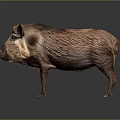 Wild Boar With Thick Brown Fur Standing On Dark Gray Background