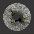 Natural Tree Stump Decor With Exposed Roots And White Gravel Base