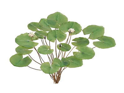 Vibrant Aquatic Plants With Lush Green Leaves And Fresh White Flowers 3d model