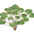 lotus water lily flower white water lily lotus water lotus lotus lotus lotus flower lotus lotus flower lotus flower water cheese floating plants aquatic plants algae aquatic plants 3d model