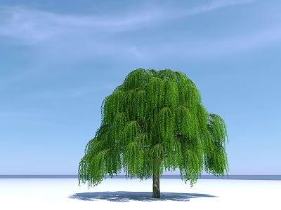 Weeping Willow Tree With Green Drooping Branches Against Blue Sky And White Open Ground 3d model