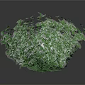Lush Green Plant With Dense Leaves And Vigorous Growth Features