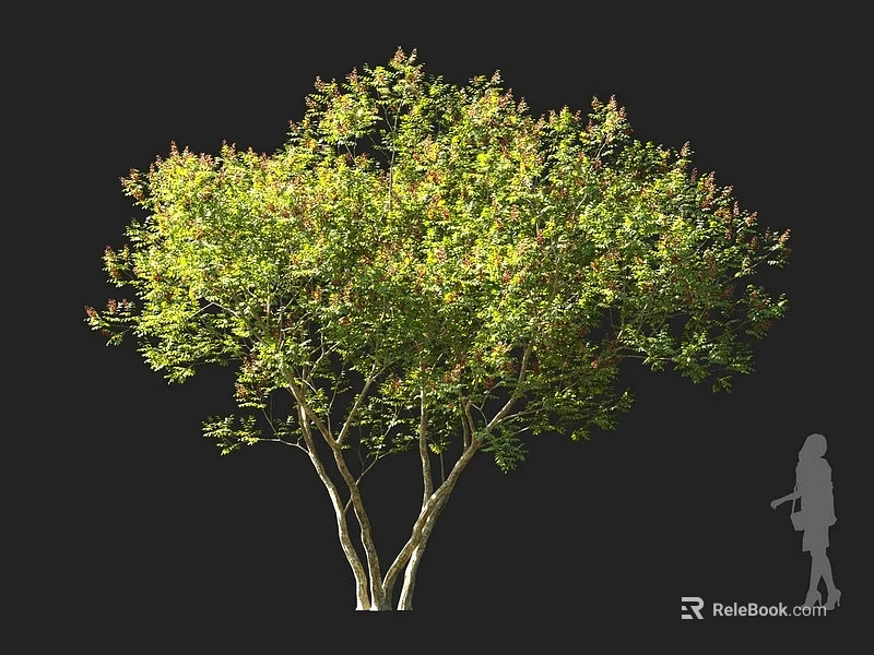 Lush Green Leafy Arbor With Multiple Trunks And Silhouette Figure For Scale 3d model