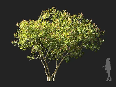 Lush Green Leafy Arbor With Multiple Trunks And Silhouette Figure For Scale 3d model