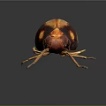 Reddish Brown Beetle With Yellow Spots And Orange Legs On Dark Background