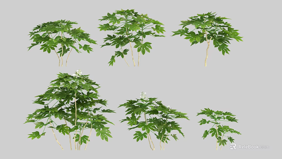 Various Green Plants With Lush Foliage Multiple Branches And Small White Blossoms 3d model