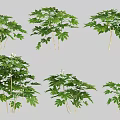 Various Green Plants With Lush Foliage Multiple Branches And Small White Blossoms 3d model