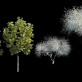 Various Arbor Trees With Green Foliage And White Crown Shapes On Black Background