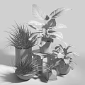 Diverse Potted Plants With Variegated Leaves Slender Grasses And Metal Ceramic Pots On Wooden Stand