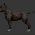 Brown and White Dog Standing on Dark Reflective Surface with Alert Expression 3d model