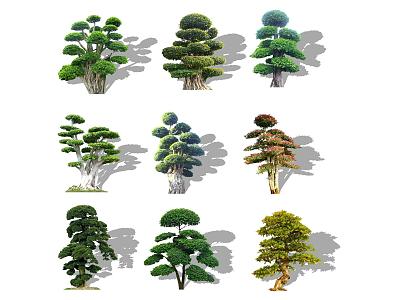 Landscape Tree Modeling Pine Luo Han Pine Black Pine Pinus tabulaeformis Ornamental Tree Landscape Plant Shearing Tree Modeling White Wax Leaf Tree Shiny Privet model