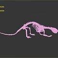 Detailed Small Animal Skeleton With Long Tail On Gray Reflective Surface