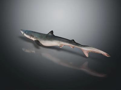 Grey Blue Shark With Streamlined Body In Underwater Marine Environment 3d model