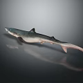 Grey Blue Shark With Streamlined Body In Underwater Marine Environment