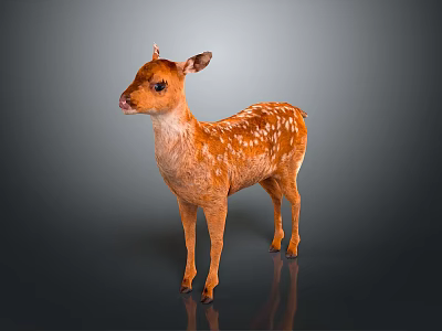 Brown Fawn With White Spots Standing On Dark Background With Reflective Surface 3d model