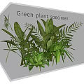 Green Plant Specimens Growing Inside Transparent Cube Container with Fresh Leaves 3d model