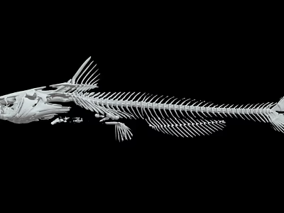 Anatomical Fish Skeleton With Detailed Bone Structure Isolated On Black Background 3d model