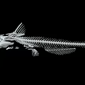 Anatomical Fish Skeleton With Detailed Bone Structure Isolated On Black Background