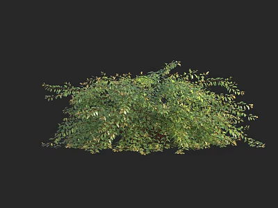 Vibrant Green Shrub with Lush Dense Foliage and Healthy Fresh Leaves 3d model