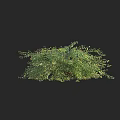 Vibrant Green Shrub with Lush Dense Foliage and Healthy Fresh Leaves