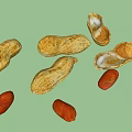 Fresh Peanuts In Shell And Kernels Scattered On White Background