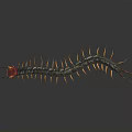 Giant Centipede With Black And Yellow Striped Body Red Head On Dark Shiny Surface