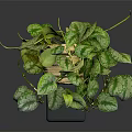 Variegated Pothos Plant With Hanging Vines In Wicker Basket On Dark Background