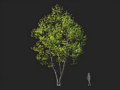 Lush Green Leafy Tree With White Trunk And Human Silhouette For Scale 3d model
