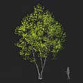 Lush Green Leafy Tree With White Trunk And Human Silhouette For Scale