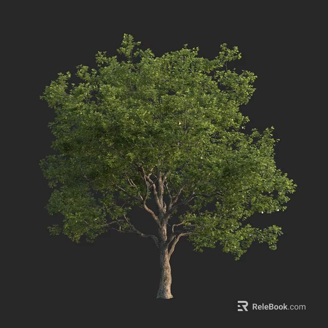 Lush Green Arbor With Dense Foliage And Sturdy Trunk Isolated On Black 3d model 