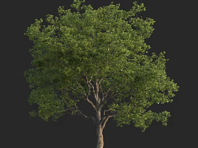 Lush Green Arbor With Dense Foliage And Sturdy Trunk Isolated On Black 3d model