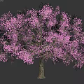 Pink Flowering Shrub With Vibrant Blooms And Brown Stem In Garden