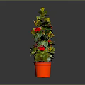 Decorative Potted Plant With Green Leaves And Red Flowers In Red Pot