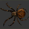 Close Up View Of Brown Spider With Spotted Round Body And Long Textured Legs