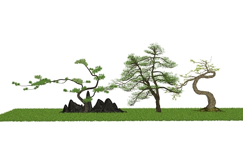 New Chinese Pine 3d model